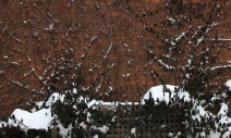 The Wall in Snow